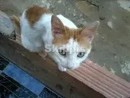 chat - 2